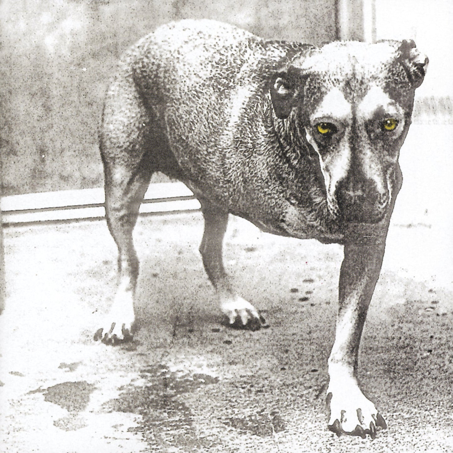 Alice In Chains Alice In Chains (30th Anniversary Reissue) [Color Vinyl] [2LP]