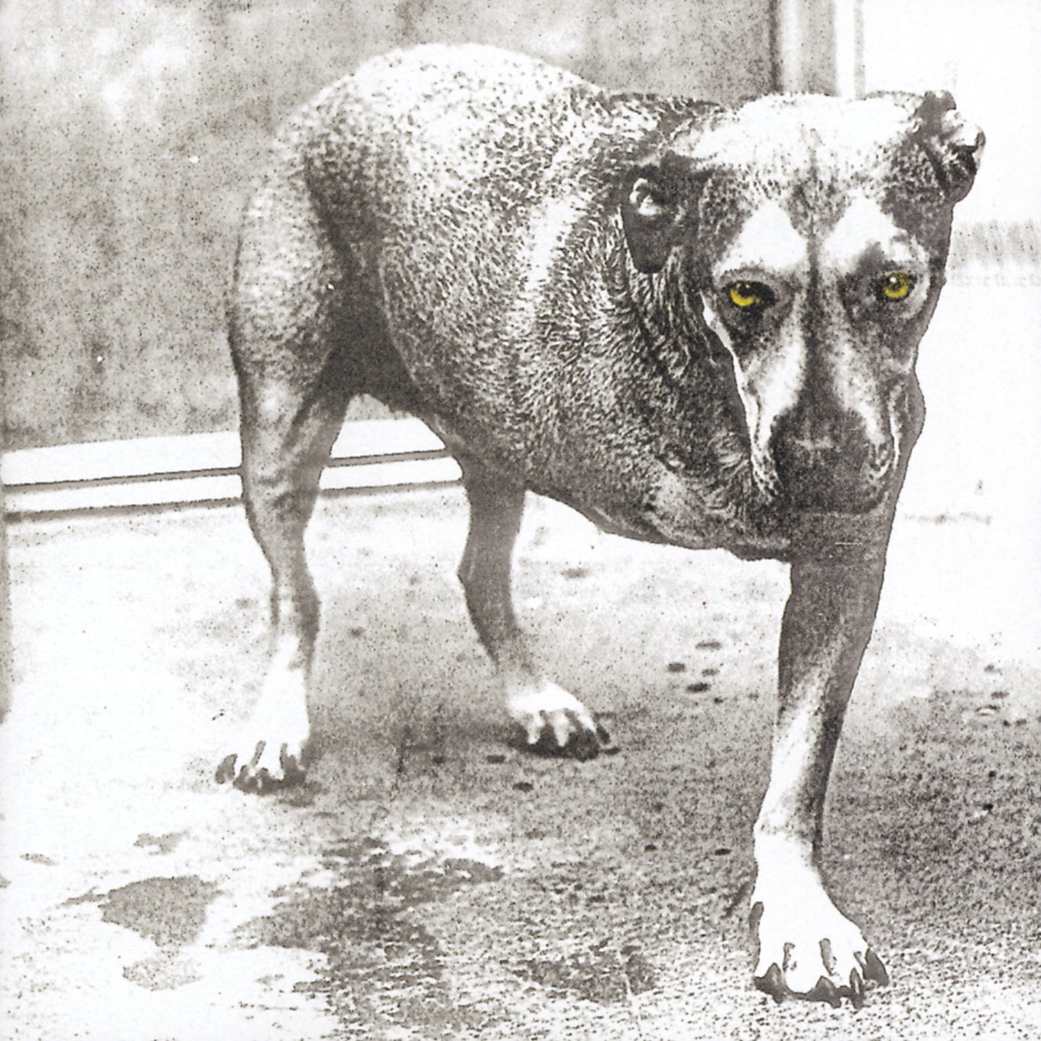 Alice In Chains Alice In Chains (30th Anniversary Reissue) [Color Vinyl] [2LP]